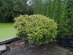 Skimmia (Skimmia Japonica 'Rubella') -Groene Wereld skimmia japonica rubella doorsnede 180 200 aanlegkwaliteit 2