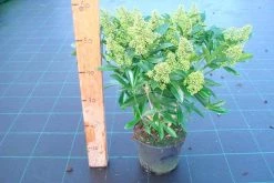Skimmia (Skimmia Confusa 'Kew Green') -Groene Wereld skimmia kew green c3