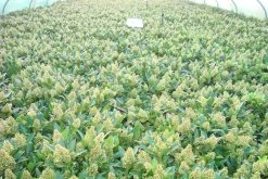 Skimmia (Skimmia Confusa 'Kew Green') -Groene Wereld skimmia kew green c3 2