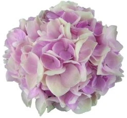 Hortensia Soft Pink Salsa (Hydrangea 'Music Collection') 10 Hortensia Soft Pink Salsa (Hydrangea 'Music Collection') -Groene Wereld soft pink salsa