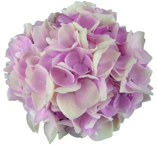 Hortensia Soft Pink Salsa (Hydrangea 'Music Collection') 5 Hortensia Soft Pink Salsa (Hydrangea 'Music Collection') - Afbeelding 3