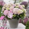 Hortensia Soft Pink Salsa (Hydrangea 'Music Collection') 2 Hortensia Soft Pink Salsa (Hydrangea 'Music Collection') -Groene Wereld soft pink salsa 2 1