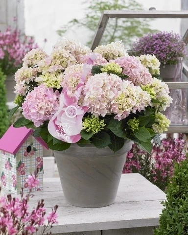 Hortensia Soft Pink Salsa (Hydrangea 'Music Collection') 3 Hortensia Soft Pink Salsa (Hydrangea 'Music Collection')
