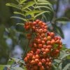 Gewone Lijsterbes (Sorbus Aucuparia) 1 Gewone Lijsterbes (Sorbus Aucuparia) -Groene Wereld sorbus aucuparia