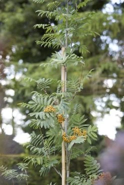 Gewone Lijsterbes (Sorbus Aucuparia) -Groene Wereld sorbus aucuparia02