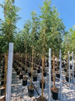 Gewone Lijsterbes (Sorbus Aucuparia) -Groene Wereld sorbus aucuparia 8 10 2