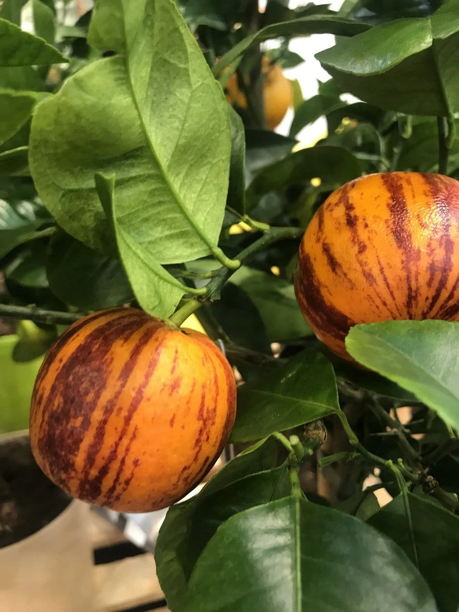 Sinaasappel (Citrus Sinensis 'Arcobal') 3 Sinaasappel (Citrus Sinensis 'Arcobal')