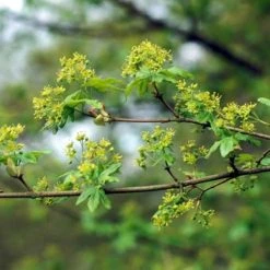 Bolesdoorn (Acer Campestre 'Nanum') -Groene Wereld spaanse aak acer campestre 7 25b 1