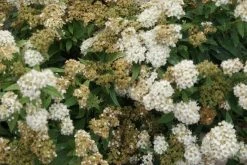 Spierstruik (Spiraea Japonica 'Albiflora') -Groene Wereld spiraea japonica albiflora 1 1