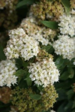 Spierstruik (Spiraea Japonica 'Albiflora') -Groene Wereld spiraea japonica albiflora 2