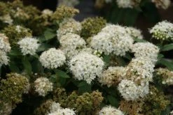 Spierstruik (Spiraea Japonica 'Albiflora') -Groene Wereld spiraea japonica albiflora 3