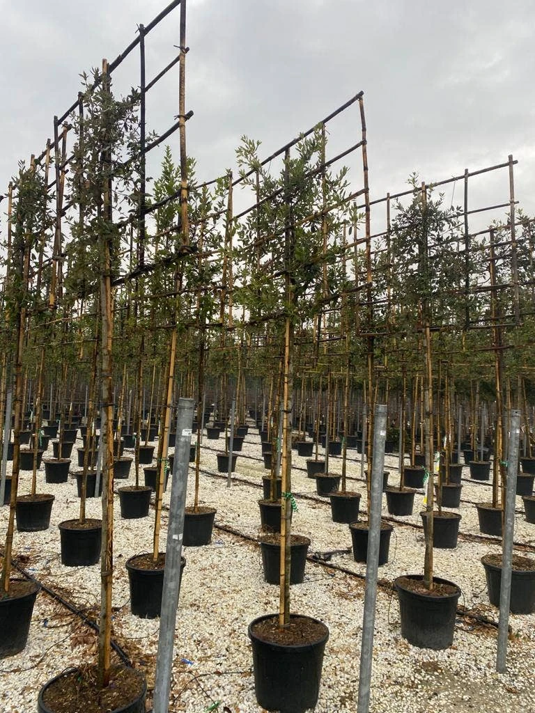 Steeneik Als Leiboom (Quercus Ilex) 4 Steeneik Als Leiboom (Quercus Ilex) - Afbeelding 2