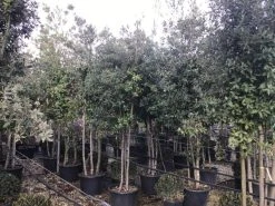 Steeneik Meerstammig (Quercus Ilex) -Groene Wereld steeneikmeerstam01 2