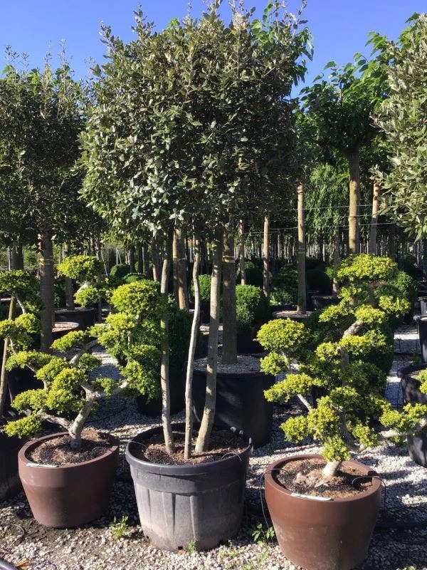 Steeneik Meerstammig (Quercus Ilex) 3 Steeneik Meerstammig (Quercus Ilex)