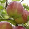 Lei-Appel (Malus Domestica 'Sterappel') -Groene Wereld sterappel 2