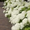 Hortensia (Hydrangea 'Strong Annabelle') 1 Hortensia (Hydrangea 'Strong Annabelle') -Groene Wereld strong annabelle 10 1
