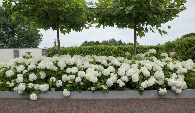 Hortensia (Hydrangea 'Strong Annabelle') 13 Hortensia (Hydrangea 'Strong Annabelle') - Afbeelding 11