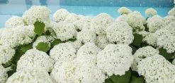Hortensia (Hydrangea 'Strong Annabelle') -Groene Wereld strong annabelle 1