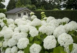 Hortensia (Hydrangea 'Strong Annabelle') 31 Hortensia (Hydrangea 'Strong Annabelle') -Groene Wereld strong annabelle 2 1