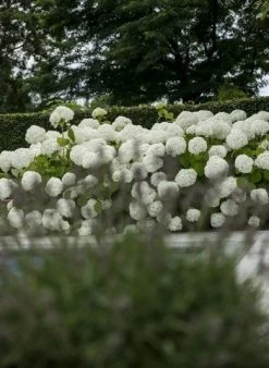 Hortensia (Hydrangea 'Strong Annabelle') 35 Hortensia (Hydrangea 'Strong Annabelle') -Groene Wereld strong annabelle 4 1