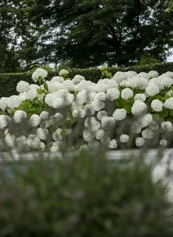 Hortensia (Hydrangea 'Strong Annabelle') 19 Hortensia (Hydrangea 'Strong Annabelle') - Afbeelding 17