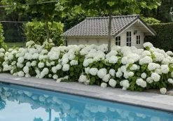 Hortensia (Hydrangea 'Strong Annabelle') 21 Hortensia (Hydrangea 'Strong Annabelle') -Groene Wereld strong annabelle 5 1