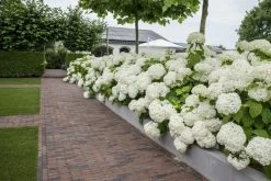 Hortensia (Hydrangea 'Strong Annabelle') -Groene Wereld strong annabelle 6