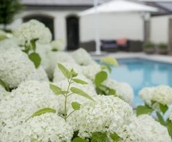 Hortensia (Hydrangea 'Strong Annabelle') -Groene Wereld strong annabelle 7