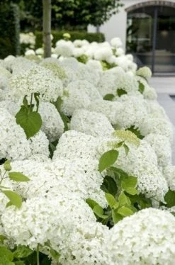 Hortensia (Hydrangea 'Strong Annabelle') 28 Hortensia (Hydrangea 'Strong Annabelle') -Groene Wereld strong annabelle 9 1