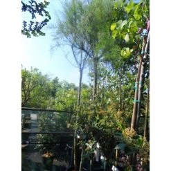 Tamarisk Als Boom (Tamarix Gallica) -Groene Wereld tamarisk tamarix gallica 32085999 ccb