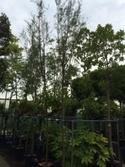 Tamarisk Als Boom (Tamarix Tetrandra) -Groene Wereld tamarisk 12 14 16cm