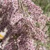 Tamarisk Als Boom (Tamarix Gallica) -Groene Wereld tamarix gallica