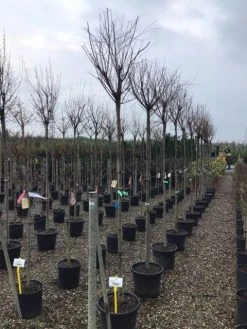 Tamarisk Als Boom (Tamarix Gallica) -Groene Wereld tamarixgallica01
