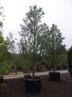 Moerascipres (Taxodium Distichum 'Nutans') -Groene Wereld taxodium distichum nutans 400 500 c750