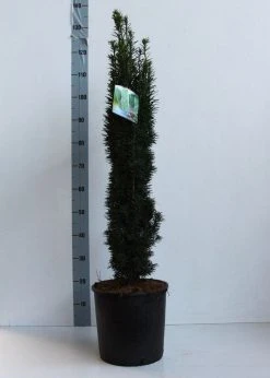 Zuiltaxus (Taxus Baccata 'Fastigiata Robusta') -Groene Wereld taxus b fastigiata robusta 80 100 cm co. 12l kopie 1