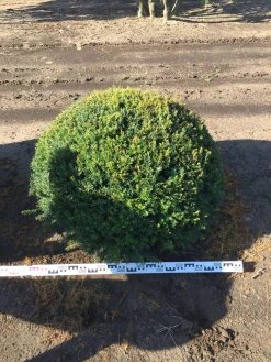 Grote Taxusbol (Taxus Baccata) -Groene Wereld taxus baccata 100 cm platte bol drkl 1