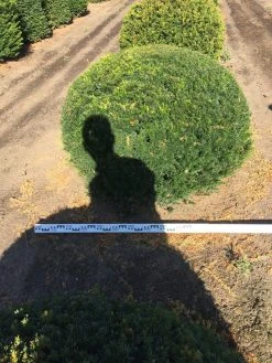 Grote Taxusbol (Taxus Baccata) -Groene Wereld taxus baccata 140 cm platte bol drkl 1