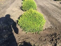 Grote Taxusbol (Taxus Baccata) -Groene Wereld taxus baccata 60 cm platte bol drkl 2