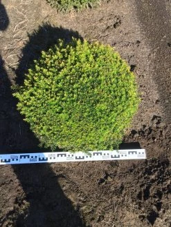 Grote Taxusbol (Taxus Baccata) -Groene Wereld taxus baccata 70 cm platte bol drkl 1