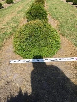 Grote Taxusbol (Taxus Baccata) -Groene Wereld taxus baccata 80 cm platte bol drkl 1