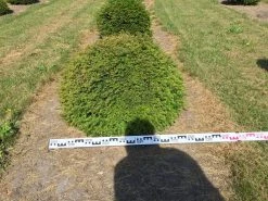 Grote Taxusbol (Taxus Baccata) -Groene Wereld taxus baccata 80 cm platte bol drkl 2