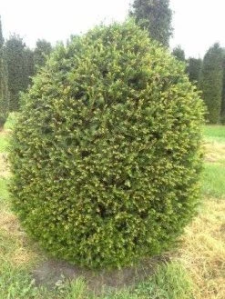 Taxusbol (Taxus Baccata) 13 Taxusbol (Taxus Baccata) -Groene Wereld taxus baccata bol 180