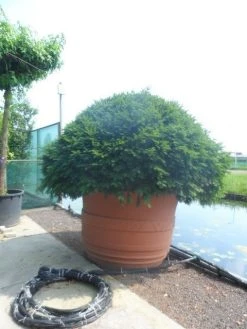 Taxusbol (Taxus Baccata) 15 Taxusbol (Taxus Baccata) -Groene Wereld taxus baccata bol 200 250 c1800