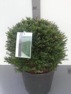 Taxusbol (Taxus Baccata) -Groene Wereld taxus baccata bolvorm 1