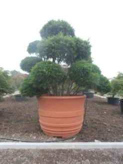 Taxus Als Bonsai (Taxus Baccata) -Groene Wereld taxus baccata bonsai 300 400 c1800 1