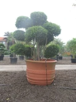 Taxus Als Bonsai (Taxus Baccata) 12 Taxus Als Bonsai (Taxus Baccata) -Groene Wereld taxus baccata bonsai 300 400 c1800 2