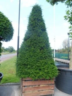 Taxus Als Pyramide (Taxus Baccata) -Groene Wereld taxus baccata egyptische pyramide 275 300 houten bak