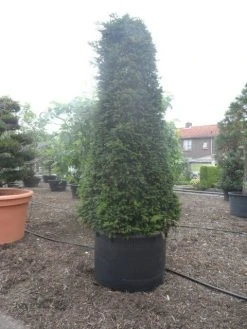Taxus Als Pyramide (Taxus Baccata) -Groene Wereld taxus baccata egyptische pyramide 300 c750