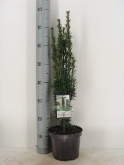 Zuiltaxus (Taxus Baccata 'Fastigiata Robusta') -Groene Wereld taxus baccata fastigiata robusta c3 m 1