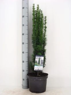 Zuiltaxus (Taxus Baccata 'Fastigiata Robusta') -Groene Wereld taxus baccata fastigiata robusta winter c5 m